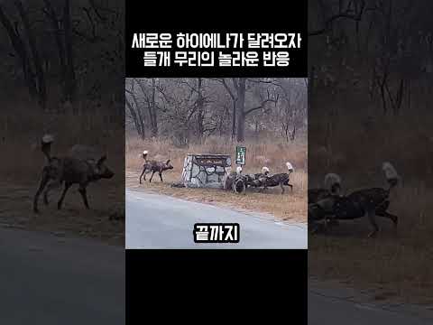 새로운 하이에나가 달려오자 들개 무리의 놀라운 반응