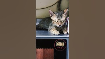 Em là đứa trẻ ngoan biết trông bếp cho mẹ