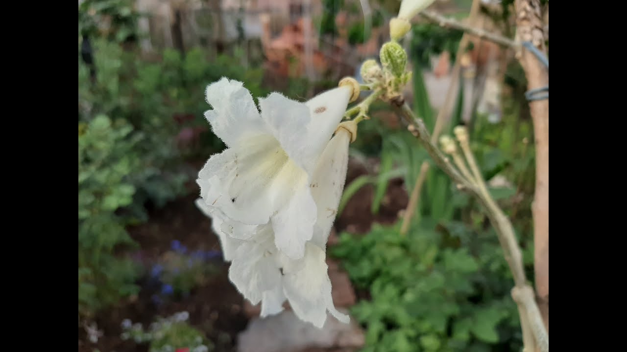 Resultado final de la reproducción del Lapacho blanco 2 años mas tarde / Handroanthus albus