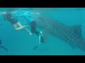Nage avec des requins baleines