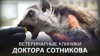 Ветеринарные клиники доктора Сотникова