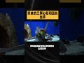 三个心脏都章鱼