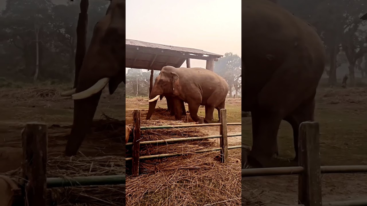 Chitwan National Park Elephant 