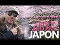 POR QUE la GENTE en JAPON APRECIA TANTO el SAKURA? | JAPANISTIC