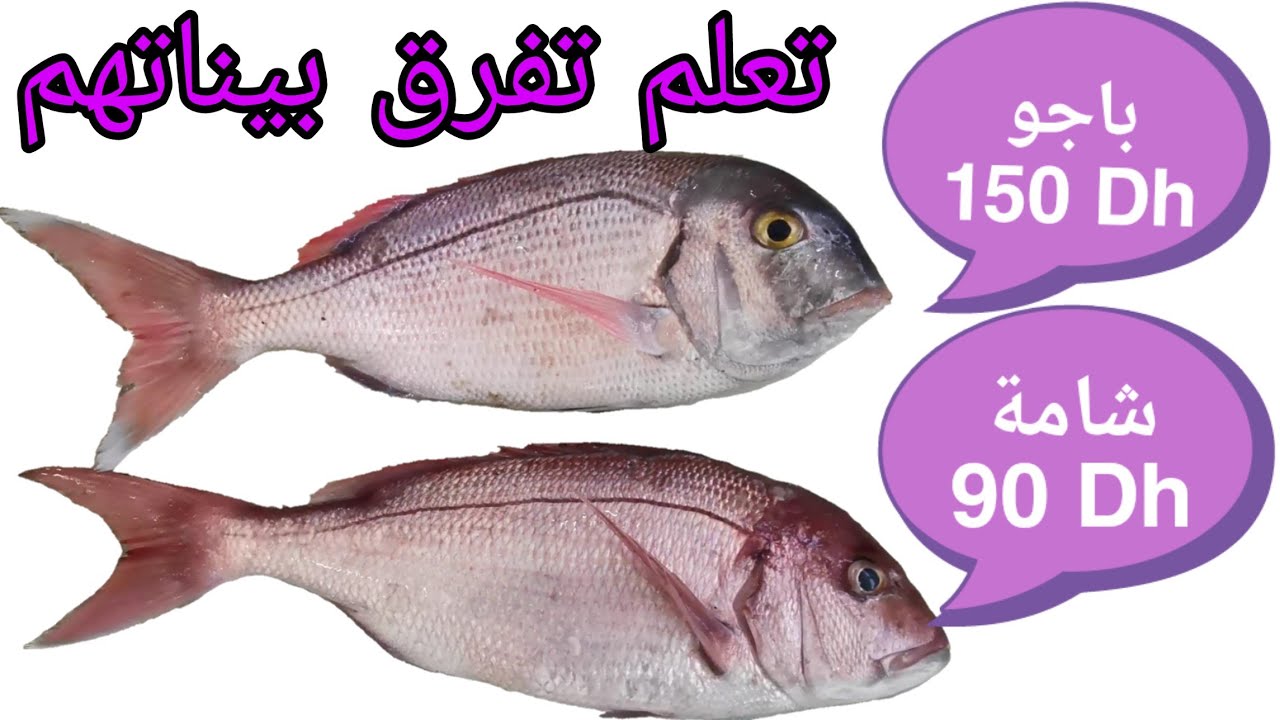الفرق بين سمك الباجو و سمك شامة  (la différence entre poisson pageot et chama (pagre