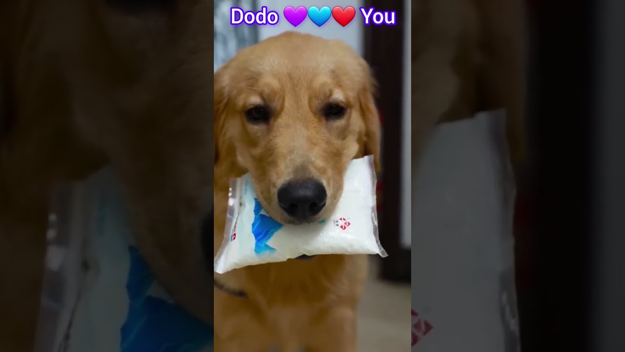 Dodo 🐕 💜 You 