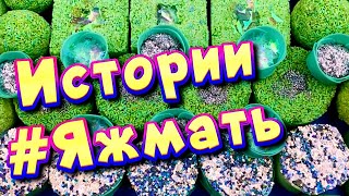 Истории с мылом и пеной про Яжемать 😅 Яжмать истории от подписчиков #22