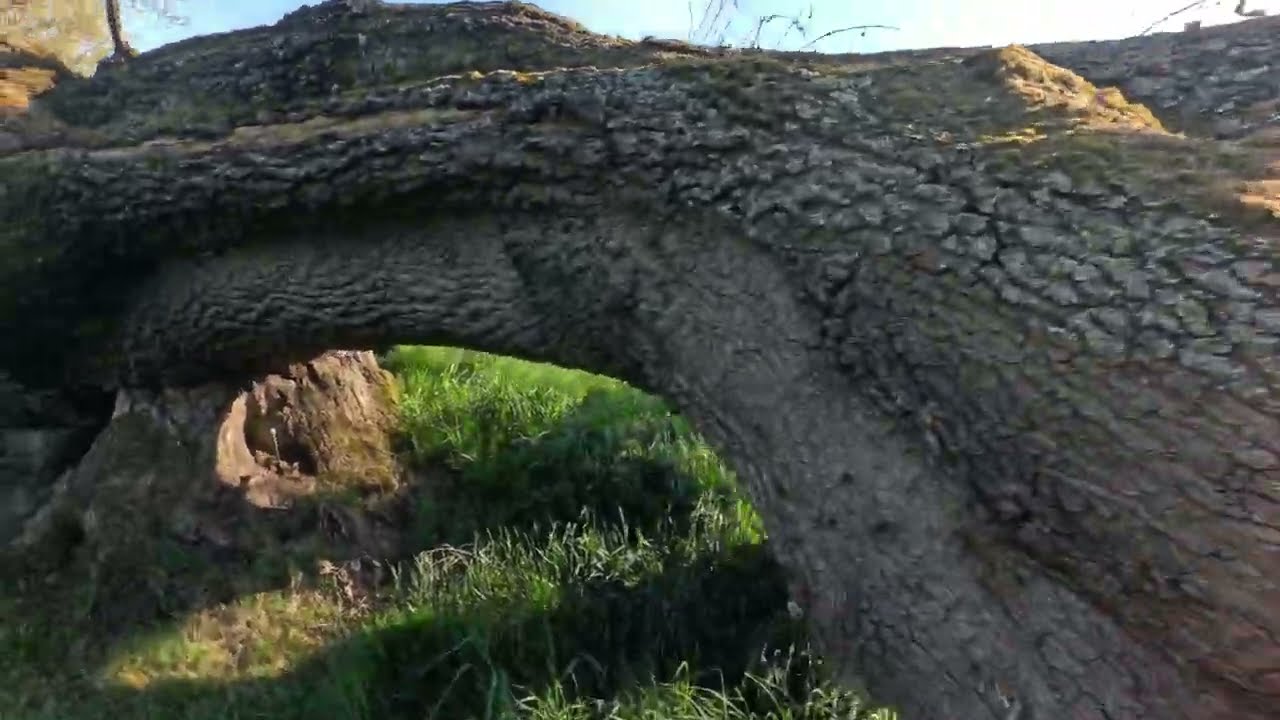 Spracovanie nebezpečného duba + výroba palivového dreva