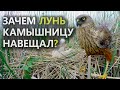 Разбойник-Лунь и гнездо Камышницы. Застукан с поличным