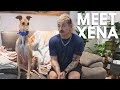 meet: Xena the greyhound