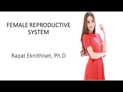 ระบบสืบพันธุ์เพศหญิง FEMALE REPRODUCTIVE SYSTEM
