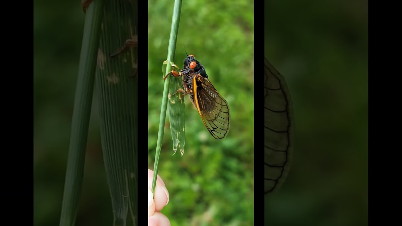 Brood XIX Cicadas.  The audio doesn't capture just how loud they really are! 