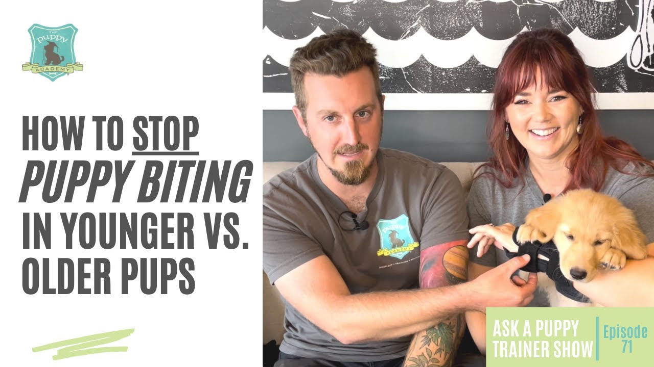 Ask a Puppy Trainer Show Episode 71 How To Stop Puppy Biting in
