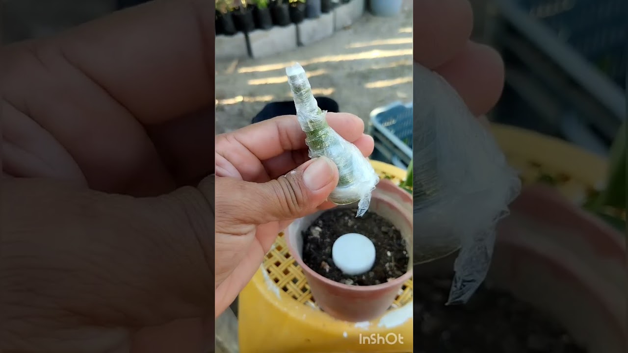 cómo lograr raíz radial en planta de flor del desierto paso a paso