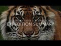 Sumatra tiger expedition summary