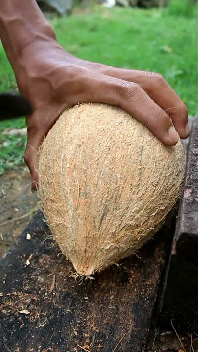 Dredging cone coconuts from the shell