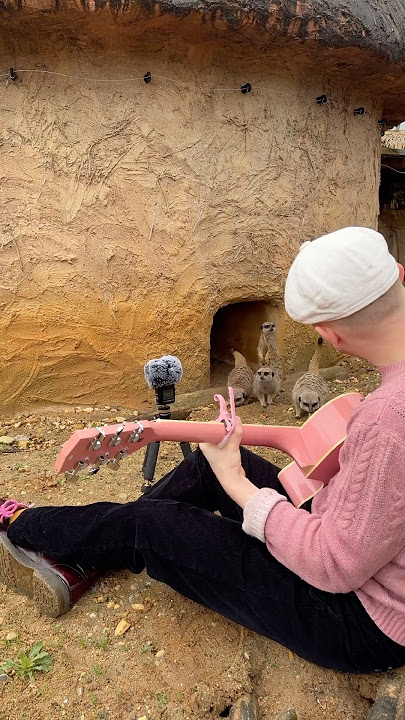 Ils ne voulaient pas sortir alors j’ai mis de la musique et 🥹❤️‍🩹❤️‍🩹 Merci @zoobeauval pour l’ac...
