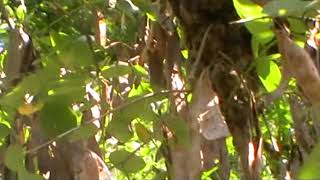 Nestanak Pčela U Košnicama