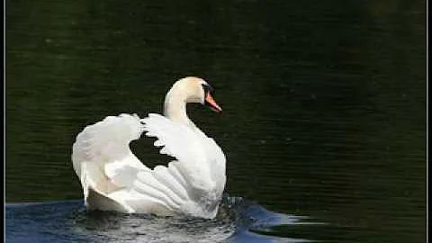 Richard Clayderman The Swan