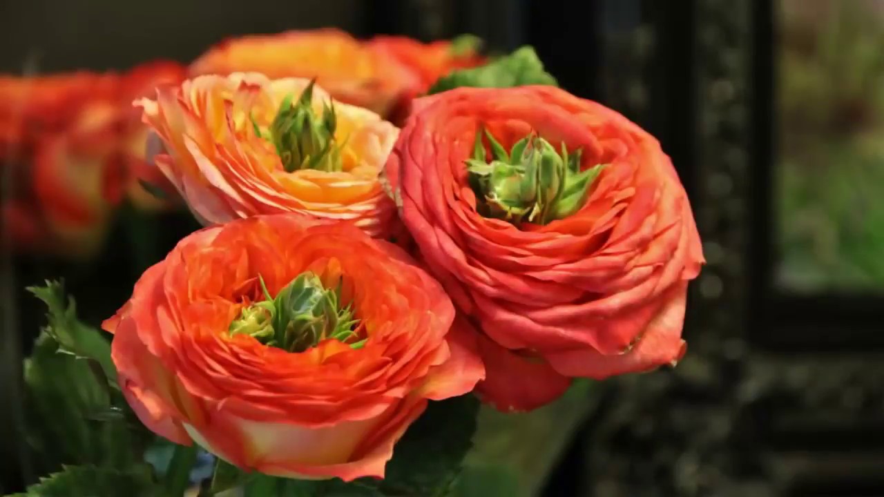 New Flower Day Romantic Rose Garden Flower Good Morning