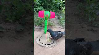 Beautiful and unique DIY pigeon trap using paper #outdoors #campping #bushcraft #suvival