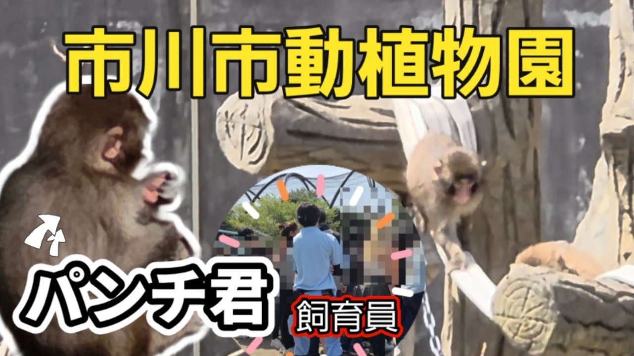 You can do it, Punch-kun!】Visiting after he was separated from