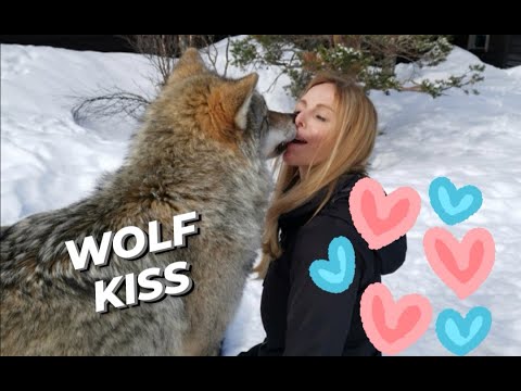 WOLF KISS - WHY WOLVES LICK INSIDE OUR MOUTHS? - Half Million subscriber episode!