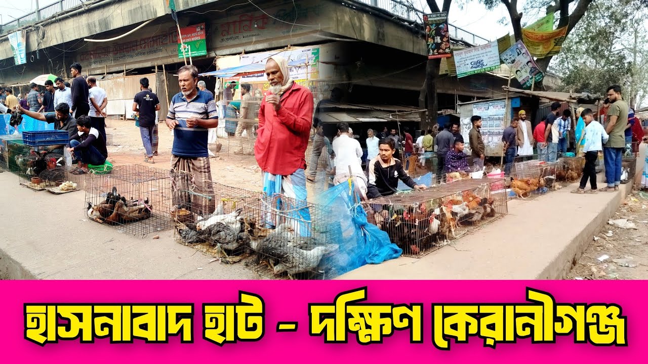 ০৪-০২-২৬ হাসনাবাদ হাট। দেশি হাঁস মুরগির হাট। ফেন্সি মুরগি। রাজা হাঁস। দেশি হাঁস। Hasnabad hat.