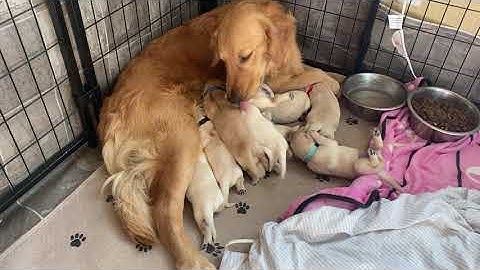 Golden Retriever Murrieta