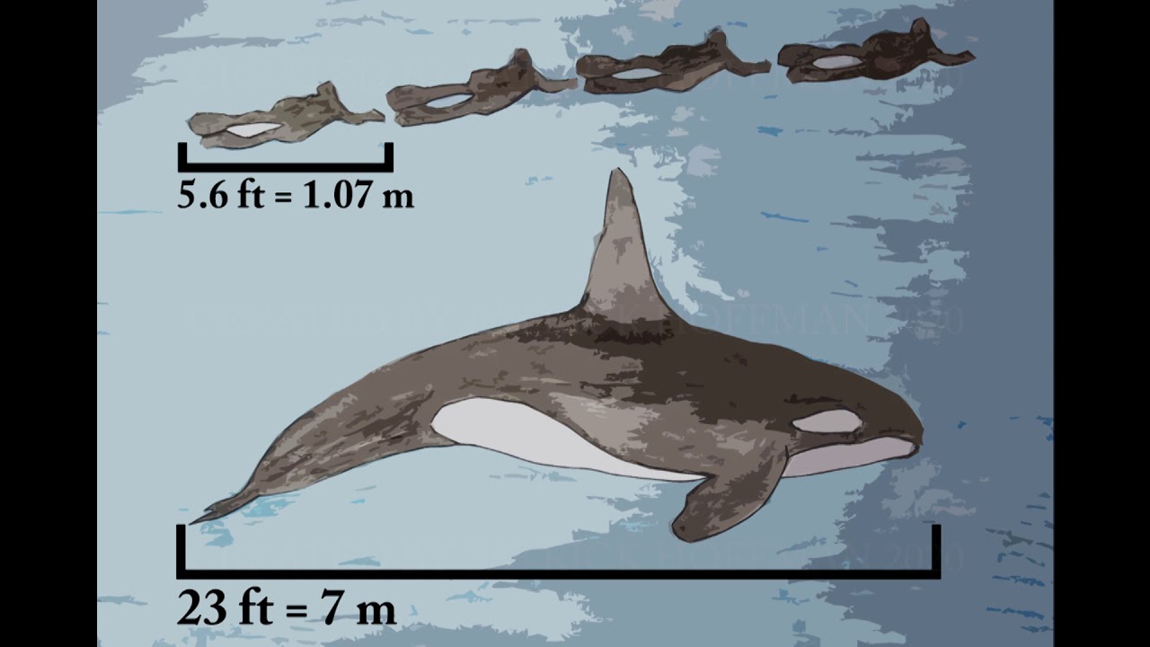 Killer Whale (orcinus orca) |