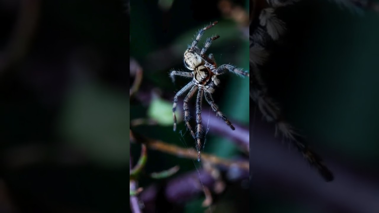 A World You Never Notice | Epic Animal Tales | Natural Tales | Wildlife | 2026