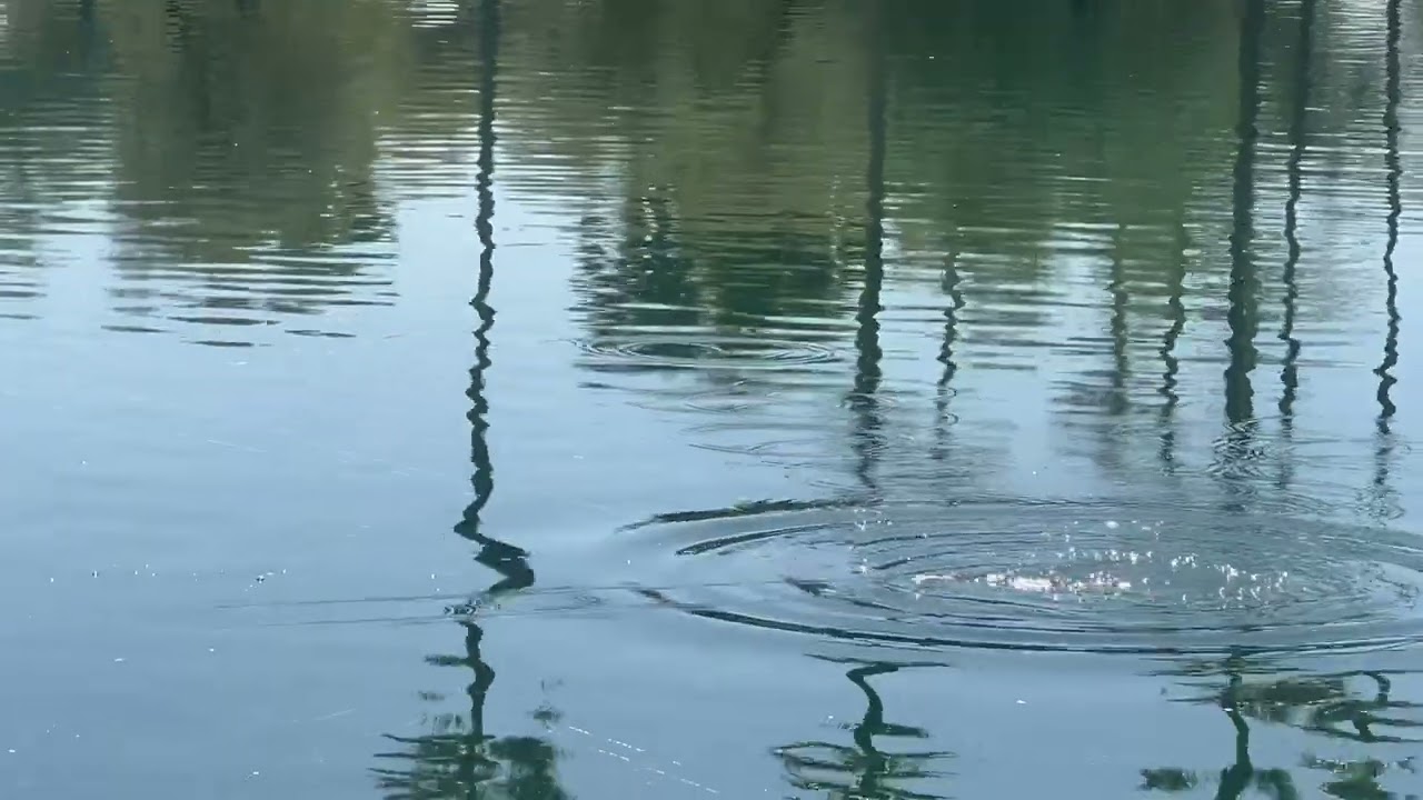 Fishing Lure Hooks in Excited Dog Rather Than Fish