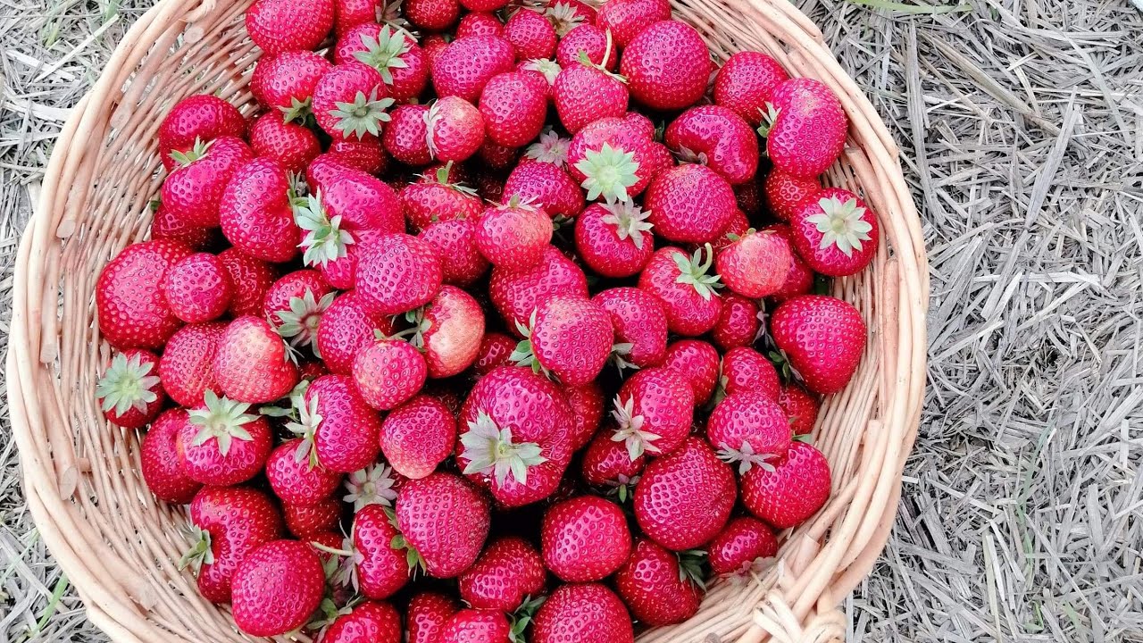 Strawberry Picking / Summer vlog 7/ a day in strawberry garden