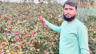 Miss India apple ber plant || Everfit Agro Farm ||9734020436