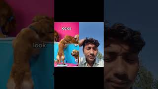 Celebrity Find Your Dog, Win $10,000 Wealth