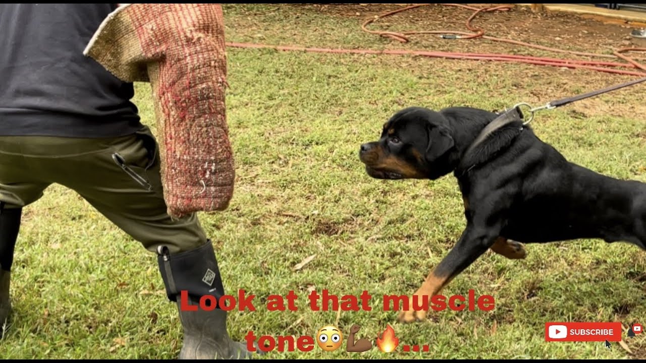 Huge German Rottweilers practicing Bite Work🦍... (MillCoop Rottweilers