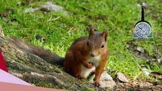 Murattal Al Quran Juz 27 Animal Background  Latar Video Hewan HD Quran for Kids