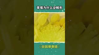 大棚种出畸形草莓，原来是时间管理没做好！| 三农小课堂