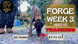 Stella Masters Hard Surface Transitions 👃🔥 K9 Forge Weekly WK3 V3 – Tracking