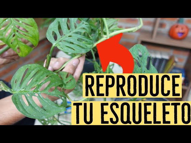 monstera wetstick Monstera obliqua Peru (Wetstick Cutting) main image 1