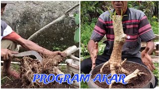 THE PROCESS OF MAKING A BALI FRANCHISE BONSAI!!