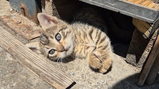 A Kitten as soft as if it were made of cotton candy. screenshot 5