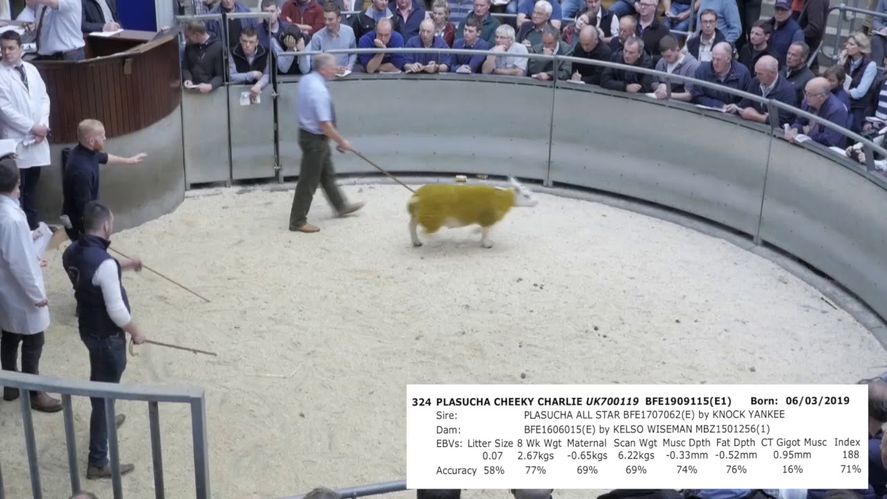 Scottish National Texel Sale, Lanark, 2019, top prices part two