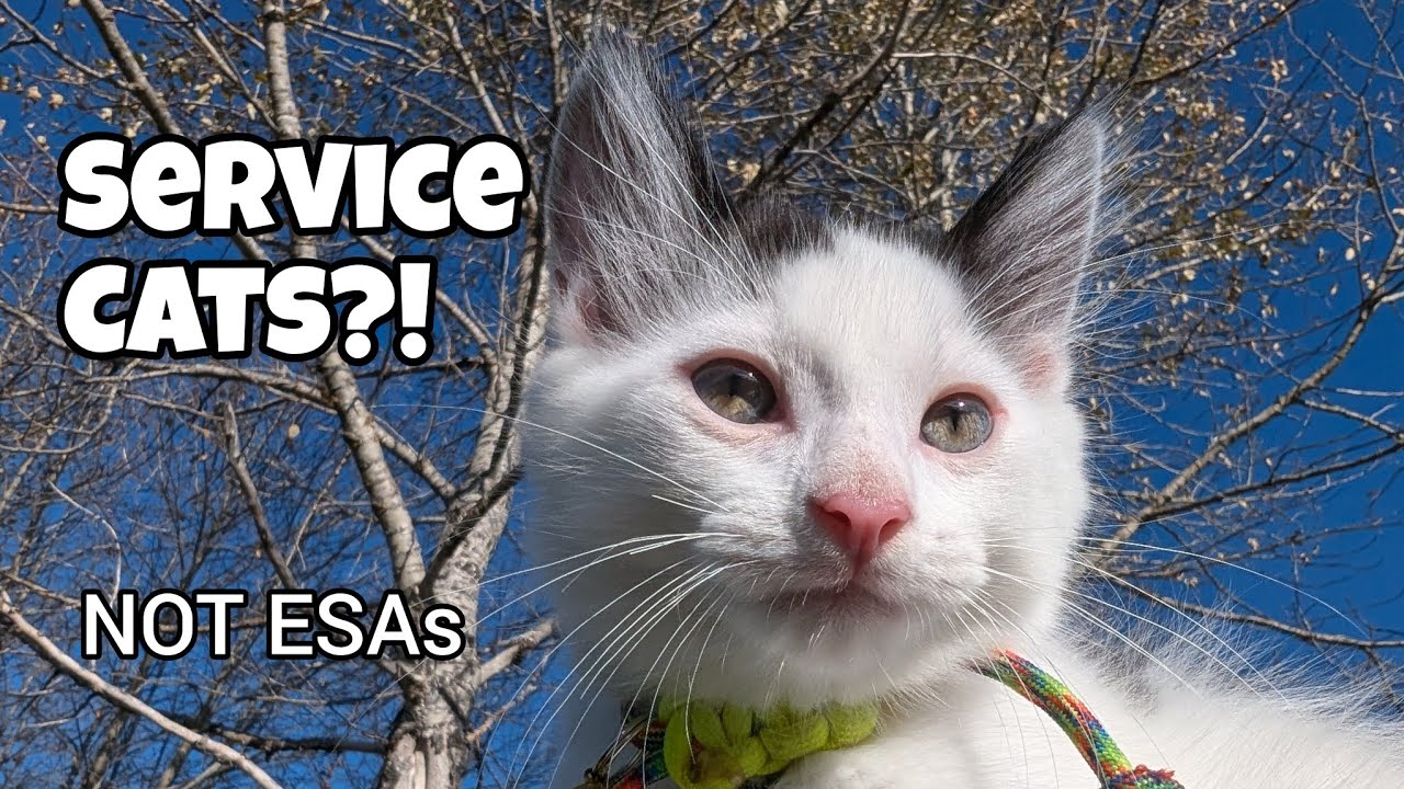 How to train a service cat!! - YouTube
