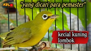 CIAK CIAK JOSS KECIAL KUNING AMPUH||PANCINGAN KECIAL MALAS BUNYI||