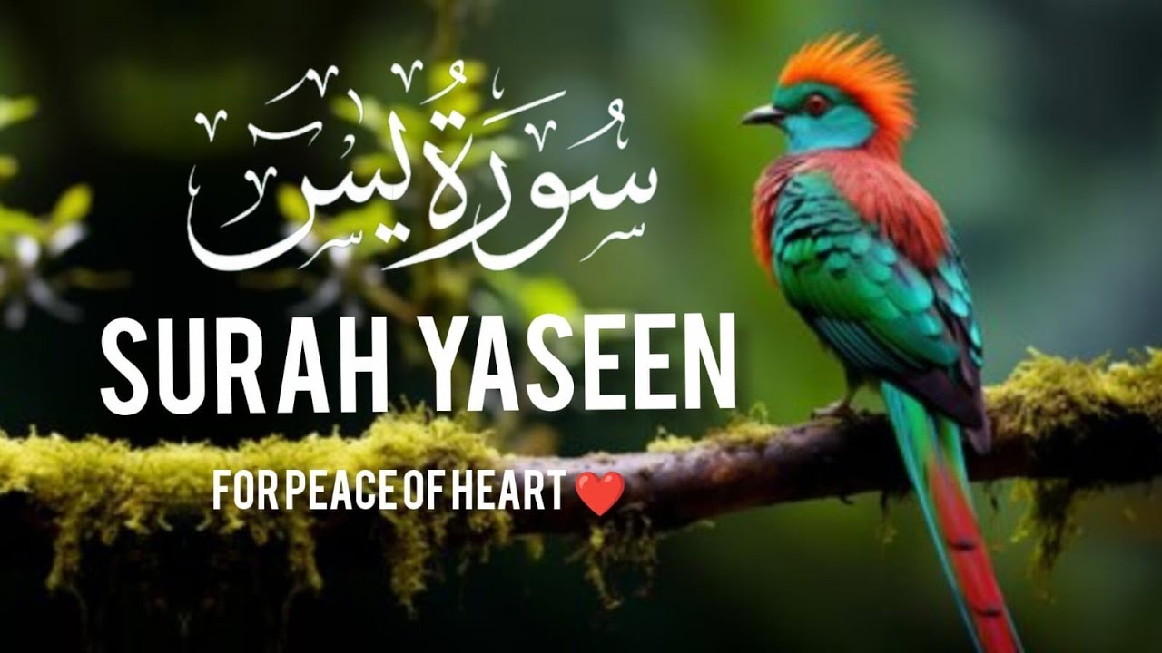 Surah yaseen (سورۃ یاسین ) quran Kareem tilawat Hafiz Javed beautiful video 