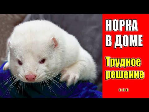 НОРКА В ДОМЕ / ТРУДНОЕ РЕШЕНИЕ