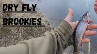 Newfoundland Pond Trout On DRY FLIES!!