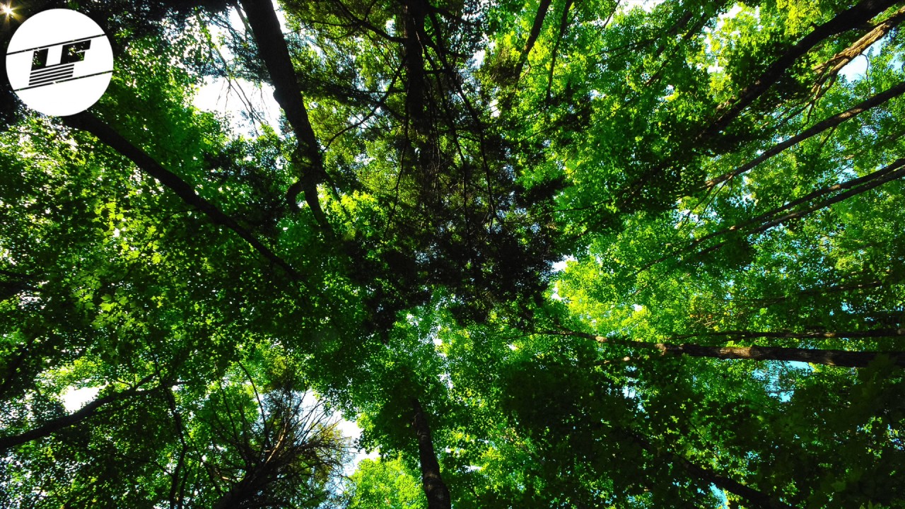 max fry - Bliss w/ Makzo