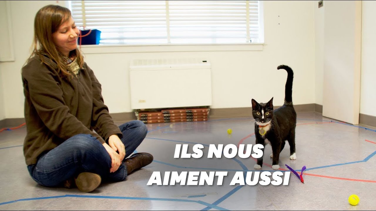 En Réalité Les Chats Aiment Autant Leurs Maîtres Que Les Chiens